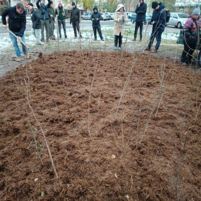 Első Kecskeméti Miyawaki ültetése - Az Ötszögletű minierdő