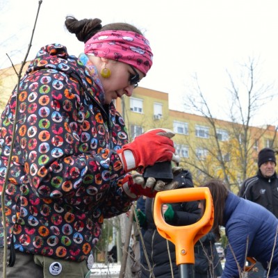 Első Kecskeméti Miyawaki ültetése - Az Ötszögletű minierdő