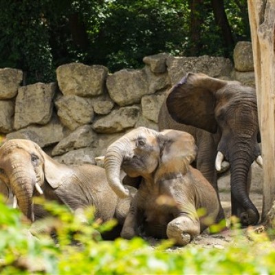 Jane Goodall Intézetek találkozója Bécsben az EUPP4 projekt keretében